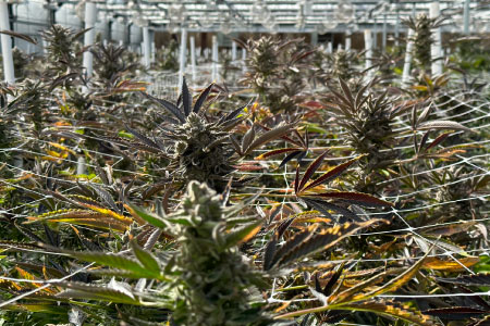 Cultivation Complexes