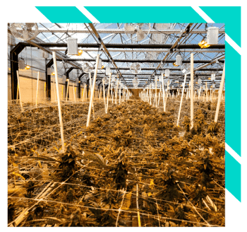 Cannabis Businesses for Sale